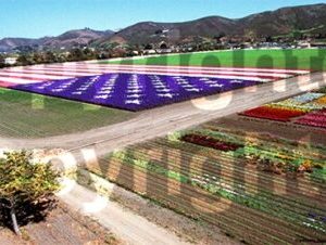 Bodger Floral Flag Fine Art Print